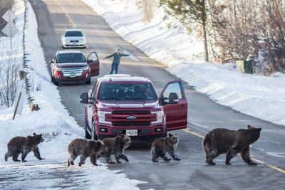 The vehicle collision death of a famous Wyoming grizzly bear was an accident, authorities say