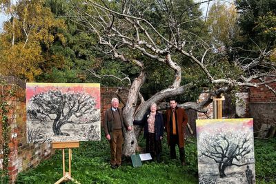 Campaign launched to support original Bramley apple tree