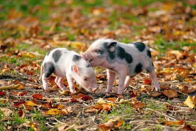 Pigs can't fly but they might be able to talk thanks to AI translators