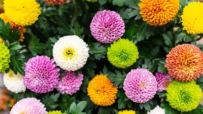 Can mums withstand frost? Expert advice to keep your flowers alive and healthy throughout winter