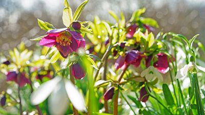 9 winter flowers you should plant right now for a vibrant Christmas garden