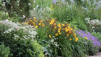 10 perennials to cut back in fall – to tidy flower beds and prevent pests and diseases