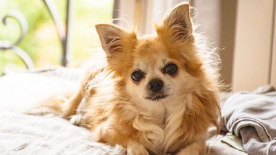 Chihuahua: Breed Profile