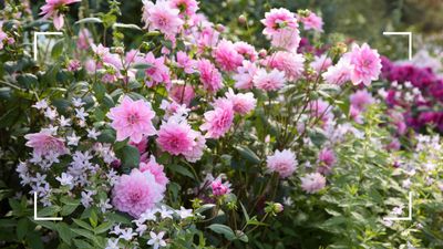 Sarah Raven shares her expert trick for winter-proofing your dahlias