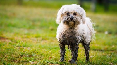 Four tips to protect your home from your wet dog this winter