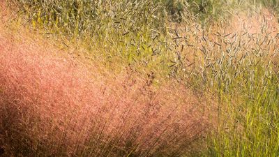 Best ornamental grasses for winter interest – 5 varieties for color and texture in the colder months of the year