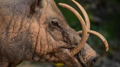 Babirusa: The prehistoric 'deer' pigs with huge antler teeth