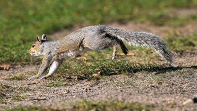 Ole Miss fans go nuts as squirrel scores touchdown