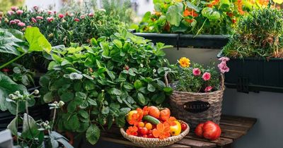 Is a packet of parsley seeds the best investment you'll make?