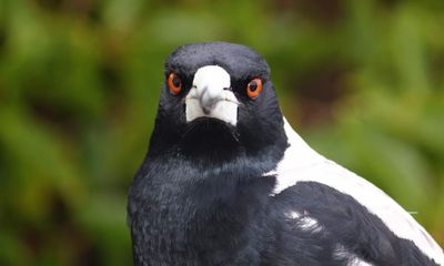 Why don’t Tasmanian magpies swoop people? It’s not black and white