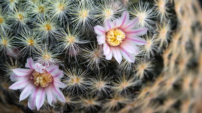 Looking for an alternative gift idea for the holidays? Here are 8 of the best flowering cacti