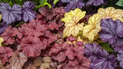 Experts warn not to cut back coral bells in the fall – it can risk the plant’s long-term health