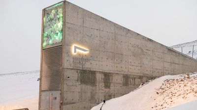 From Gaza to Chad, seeds find refuge in Arctic 'doomsday' vault