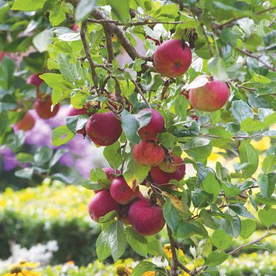 Are fruit trees better in pots or the ground? Here’s what the experts say