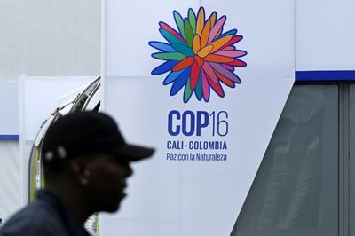 COP16: Can Colombia Lead The Global Fight Against Climate Change?