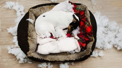 Why do dogs chew their beds?