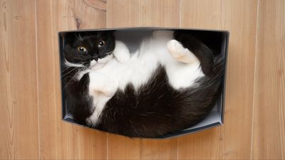 Study reveals how cats manage to squeeze themselves into small spaces (and the reason is fascinating!)