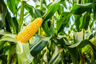 The Corn Market Perks Up