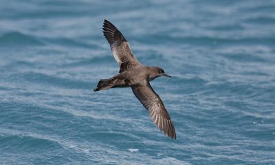 High-flying life of Australia’s birds revealed in new detail – thanks to weather radars