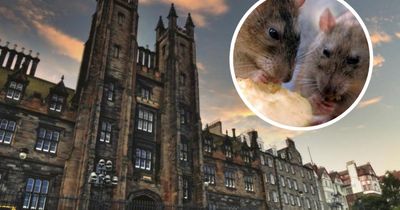 Two Scottish universities among biggest animal testers in UK, report finds