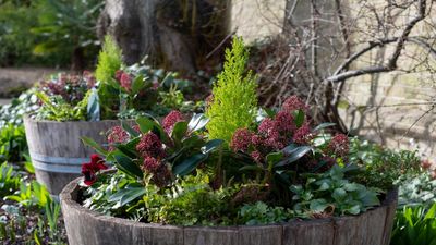 Best winter flowers for pots – 10 stunning options to brighten the shorter days