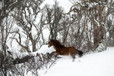 Missing woman found with snake bite after surviving two weeks in Australia’s Snowy Mountains