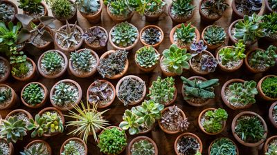 8 of the best miniature houseplants, perfect for apartments, small spaces and gift giving