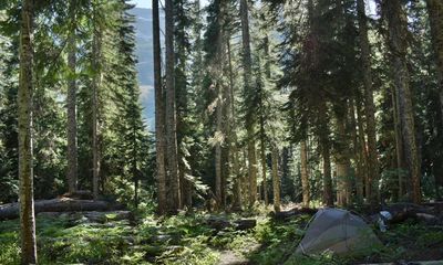 Man survives monthlong ordeal in US park on mushrooms, berries and water