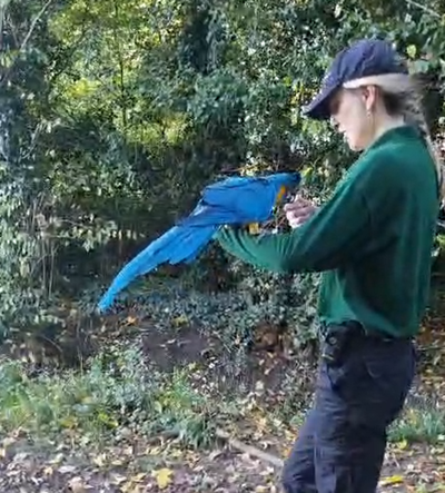 Video shows moment London Zoo keepers reunited with missing parrots 60 miles away