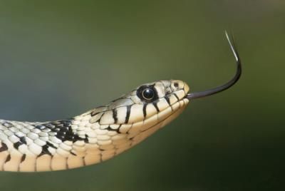 Woman Found Alive After Suspected Snake Bite During Solo Hike