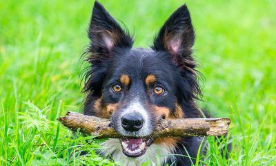 The pet I’ll never forget: Shirley the much-loved dog, who couldn’t stop chasing fishermen