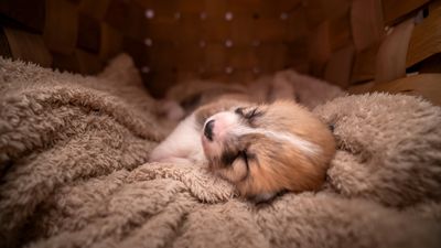 How to get a puppy to sleep through the night: 5 tips from a vet