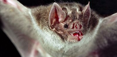 Vampire bats – look beyond the fangs and blood to see animal friendships and unique adaptations