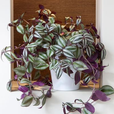 How to care for tradescantia – it's so easy, provided you follow these rules