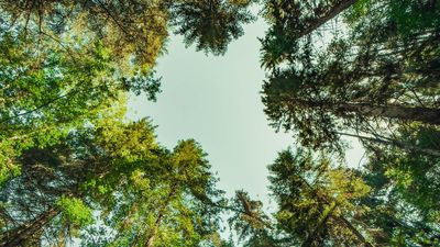 If a tree falls in a forest and no-one hears it, should it receive a royalty payment?