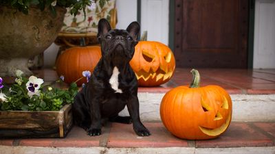 Try these 6 expert-approved tips to help keep your dog safe over Halloween