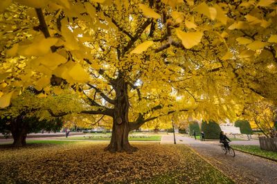 One In Three Tree Species At Risk Of Extinction: Report