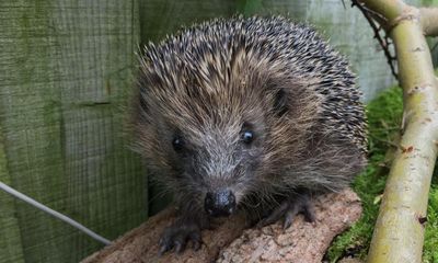 Hedgehogs ‘near threatened’ on red list after 30% decline over past decade