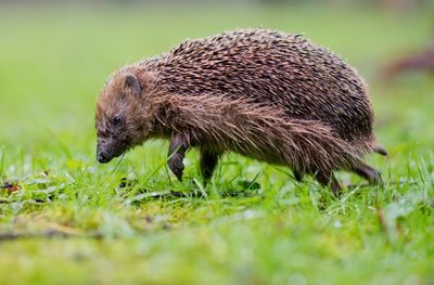 Mowed Down By Cars, European Hedgehog Numbers Shrinking