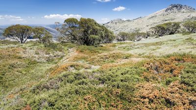 Wildlife photographer missing in Australian mountains for 2 weeks "fortunate to be alive" after highly toxic snake bite