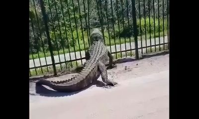 Massive gator easily tears through metal fence; ‘This can’t be real’