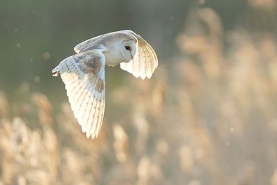 World has made progress on protecting nature but must act faster, says UN