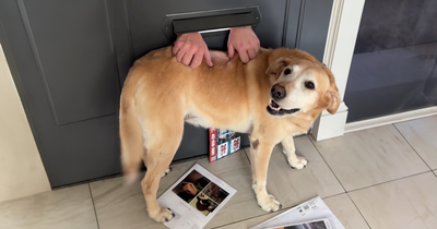 Mailman Finds A Hilarious Way To Greet Beloved Dog Each Morning On His Route