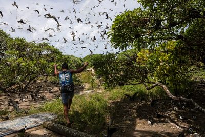 Slight progress in global biodiversity protection efforts but some species decline, new reports find