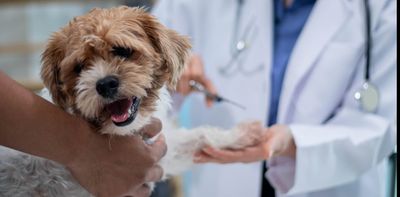 Rising vet fees leave pet owners facing tough choices – and vets often bear the brunt