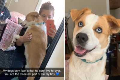 Missouri Animal Shelter Refuses to Return Woman's Stolen Dog After Selling Him to Another Family: Lawsuit