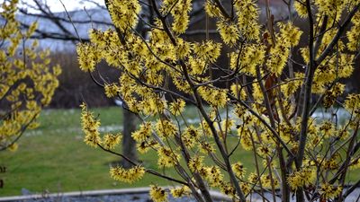 How to grow witch hazel in pots – for long-lasting aromatic flowers during the winter months