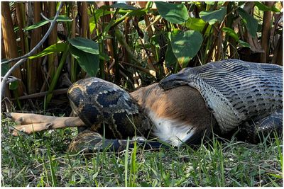 Florida Python Stuns Scientists After Getting Caught on Camera Swallowing Unexpectedly Large Animal