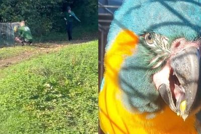 Parrots that escaped London Zoo found together 60 miles away