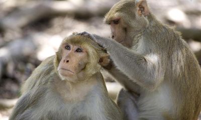 Animals become less sociable as they age in similar way to humans, research shows